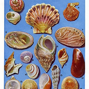 A selection of British Shells