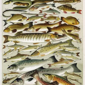 A Selection of Fish