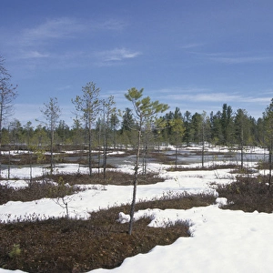 Semi-tundra in spring, Siberia