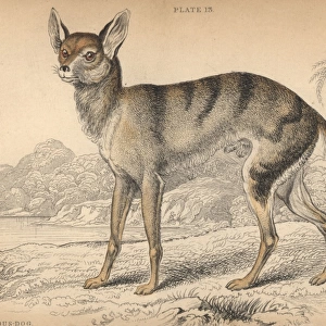 Senegalese jackal, Canis aureus anthus