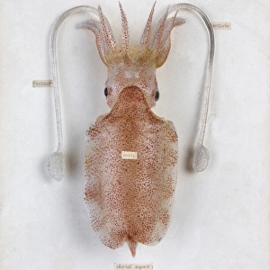 Sepia elegans, squid