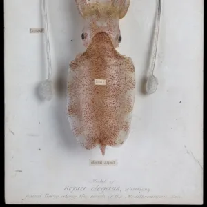 Sepia elegans, squid