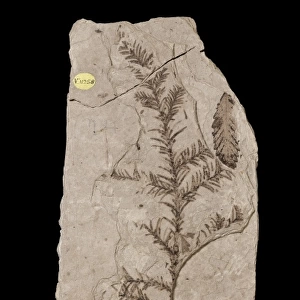 Sequoia affinis, fossil tree