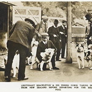 Shackleton selects dogs in New Zealand