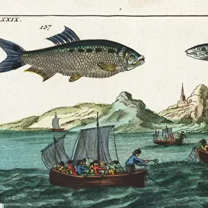Shad, anchovy, and fishermen fishing with nets