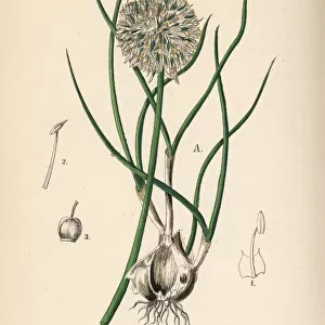 Shallots, Allium ascalonicum