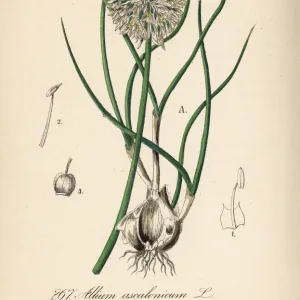 Shallots, Allium ascalonicum