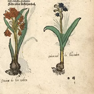 Shallots, Allium cepa, and grape hyacinth, Muscari racemosum