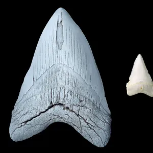 Sharks teeth