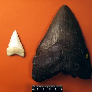 Sharks teeth