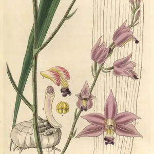 Sharp-petaled bletia or pine pink orchid, Bletia