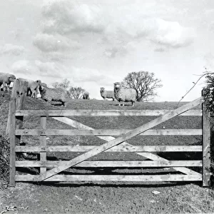 Sheep in a field behind a five-bar gate, Cornwall