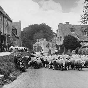 Sheep Going to Market