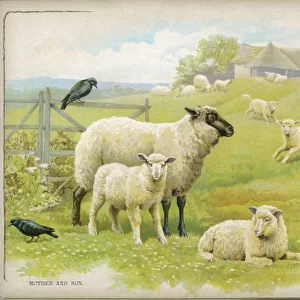 Sheep & Lambs C1880S