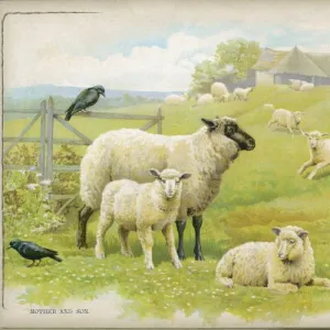 Sheep & Lambs C1880S