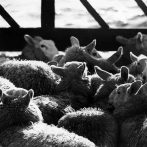 Sheep penned in on boat to Shetland