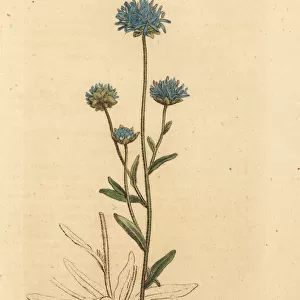 Sheep s-bit or sheeps scabious, Jasione montana