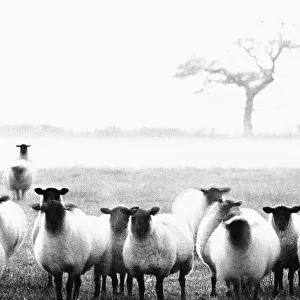 Sheep in Staffordshire