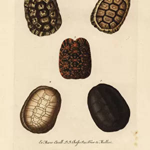 Shells of Hermann s, padloper, geometric tortoises