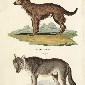 Shepherd dog, Canis familiaris, and wolf, Canis lupus
