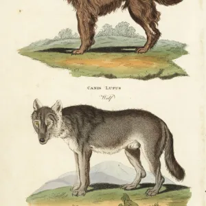 Shepherd dog, Canis familiaris, and wolf, Canis lupus