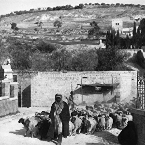 Shepherd and sheep near Garden of Gethsemane, Jerusalem