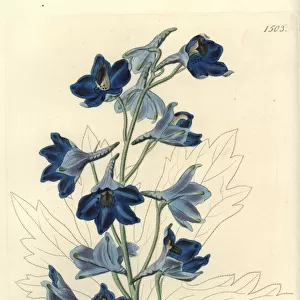 Shewy delphinium, Delphinium speciosum