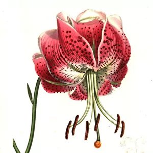 Shewy lily, Lilium speciosum
