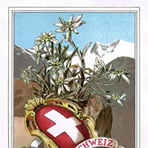 Shield and flag of Switzerland with Edelweiss flower
