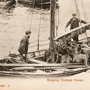 Shipping Shetland Ponies