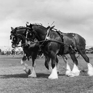 Two shire horses at the Royal Cornwall Show