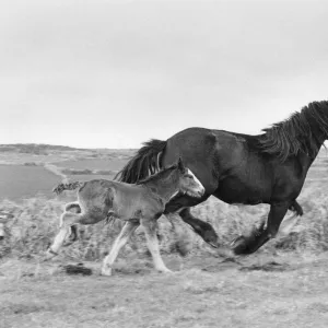 Shire Mare & Foal