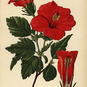 Shoe flower or China rose, Hibiscus rosa-sinensis
