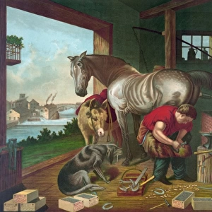 Shoeing the horse