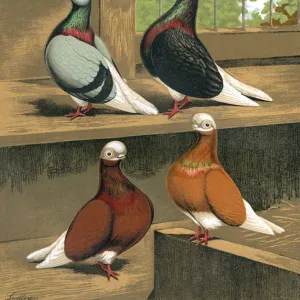 Short-Faced Bald-Headed Pigeons