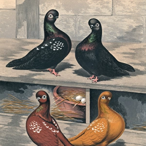 Short Faced Tumbler Pigeons