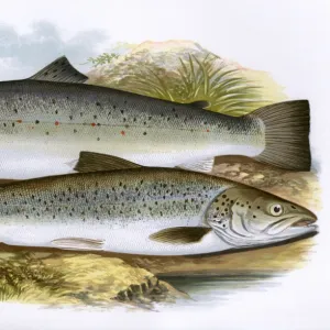 Short-Headed Salmon and Silvery Salmon