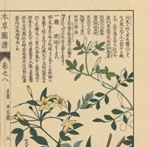 Showy jasmine, Jasminum floridum