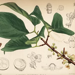 Siam gamboge or Hanburys garcinia, Garcinia hanburyi