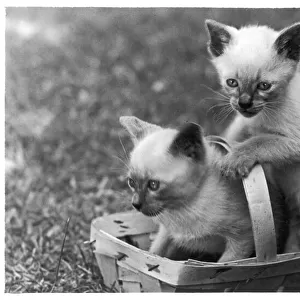 Siamese Kittens & Basket