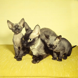 Siamese mother cat and two kittens with yellow background