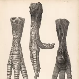 Side, front and back of the leg of a dodo
