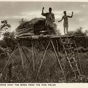 Sierra Leone, West Africa - Raised Shelters - Boy Scarecrows