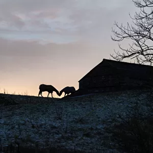 Silhouette of two horses kissing beside a stone barn