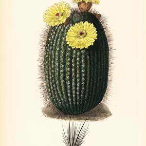 Silver ball cactus, Parodia scopa