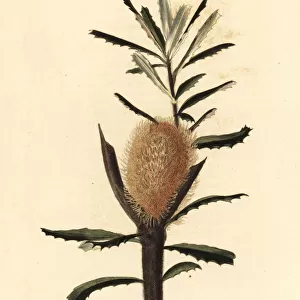 Silver banksia, Banksia marginata