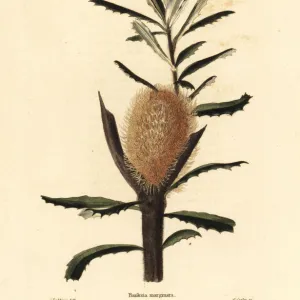 Silver banksia, Banksia marginata