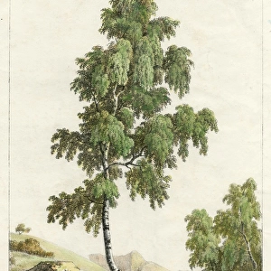 Silver Birch Tree 1819