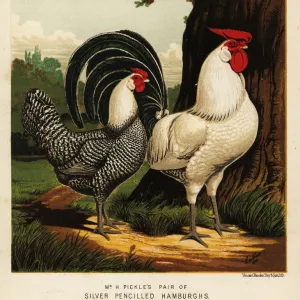 Silver Pencilled Hamburgh cock and hen