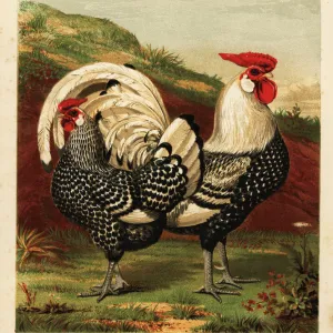 Silver spangled Hamburgh cock and hen